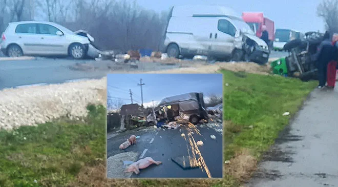 Sudar kombija, traktora i automobila – dvojica povređena, mrtvi prasići na putu