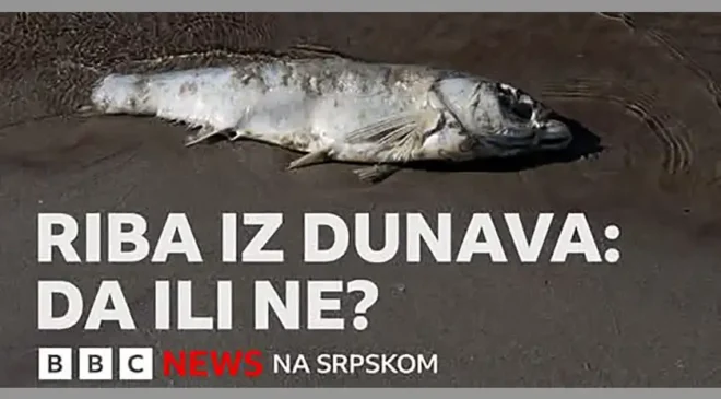 BBC News na srpskom: Da li je bezbedno jesti ribu iz Dunava? Pitali smo stručnjake