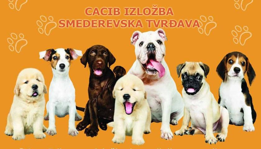 IZLOZBA PASA