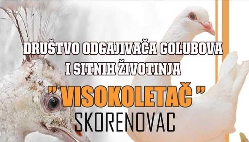 berza golubova