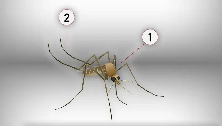 culex pipiens