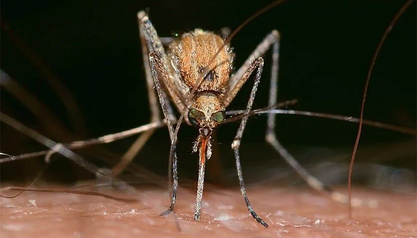 culex pipiens