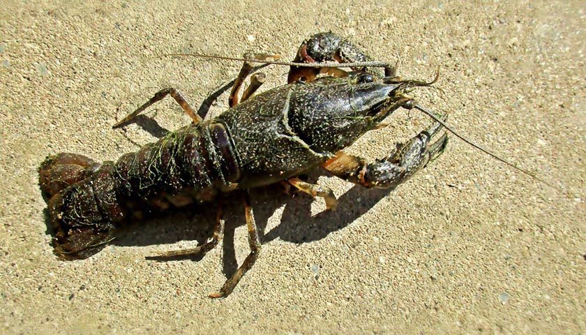 faxonius limosus