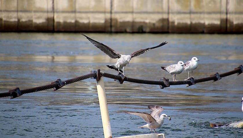 galeb 1