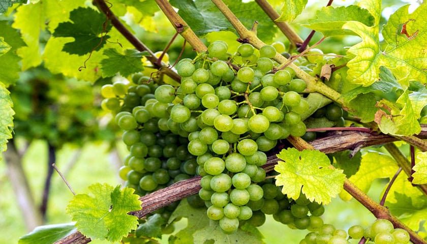 grapes-5572711_960_720