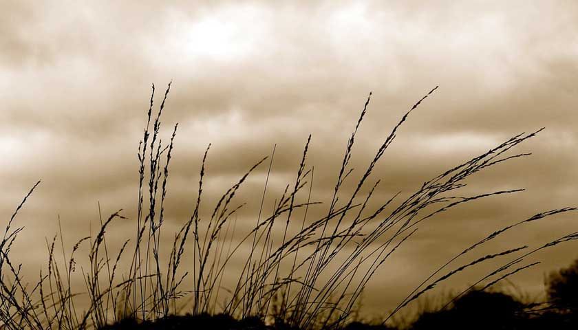 grass-2355149_960_720