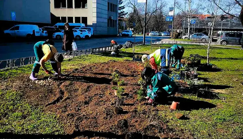 jkp zelenilo i groblja odrzavanje zelenila