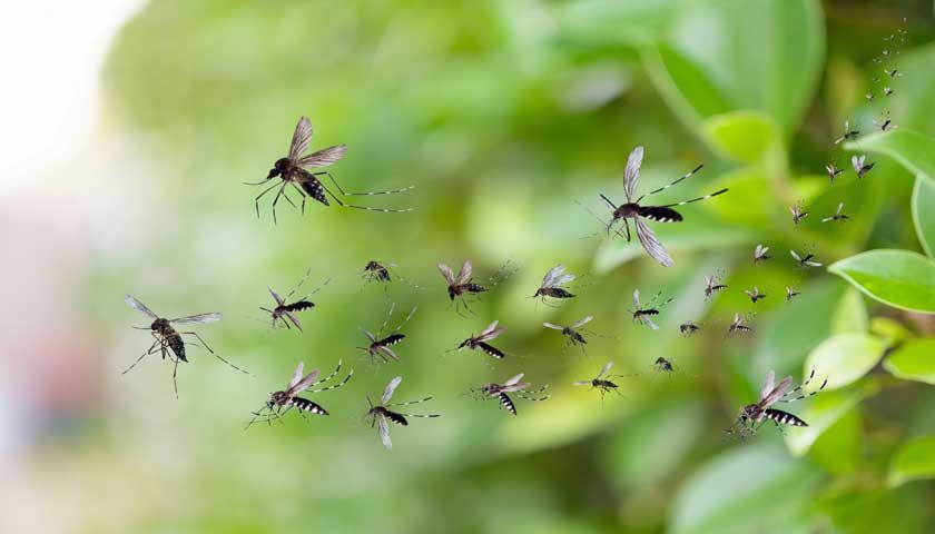 Swarm of mosquitoes fly in the park
