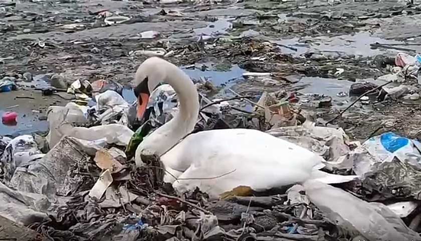 labud svio gnezdo u smecu