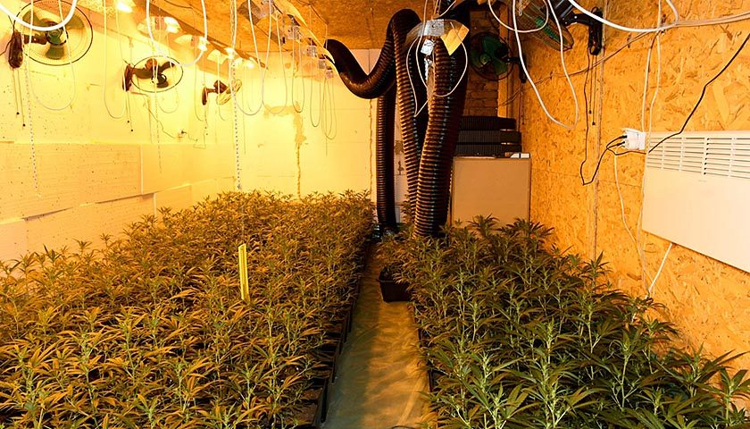 marihuana kolari 1