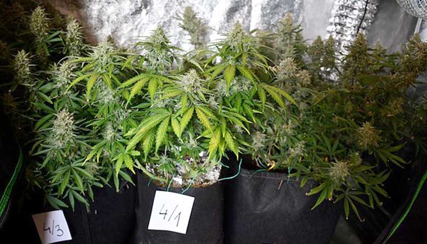 marihuana