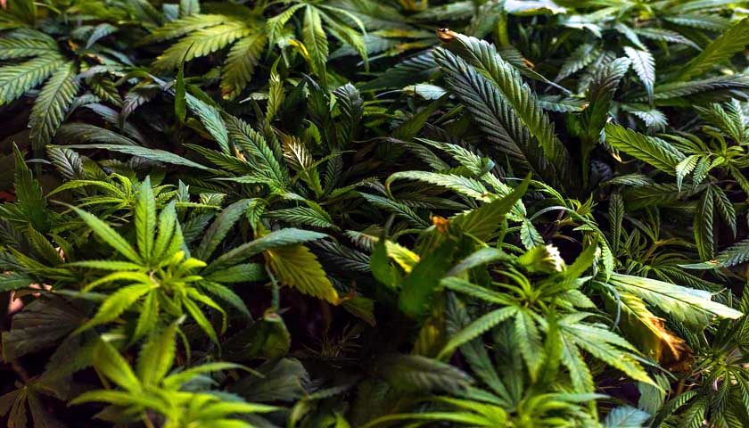 marijuana