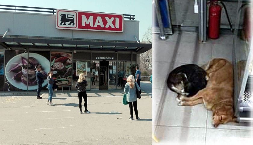maxi palanka zlata