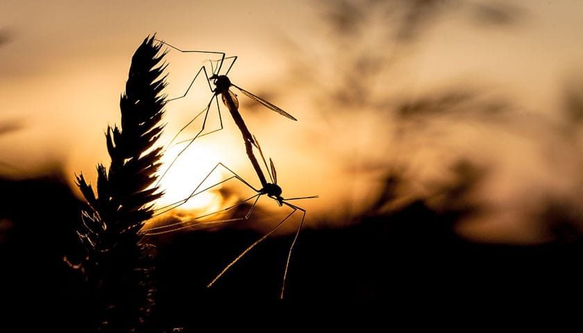 mosquito-4034933_960_720