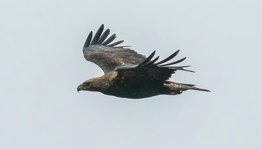 orao 0