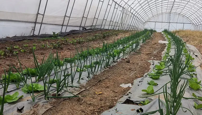 organska proizvodnja