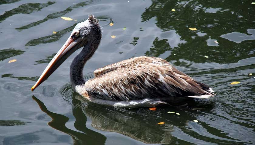 pelikan