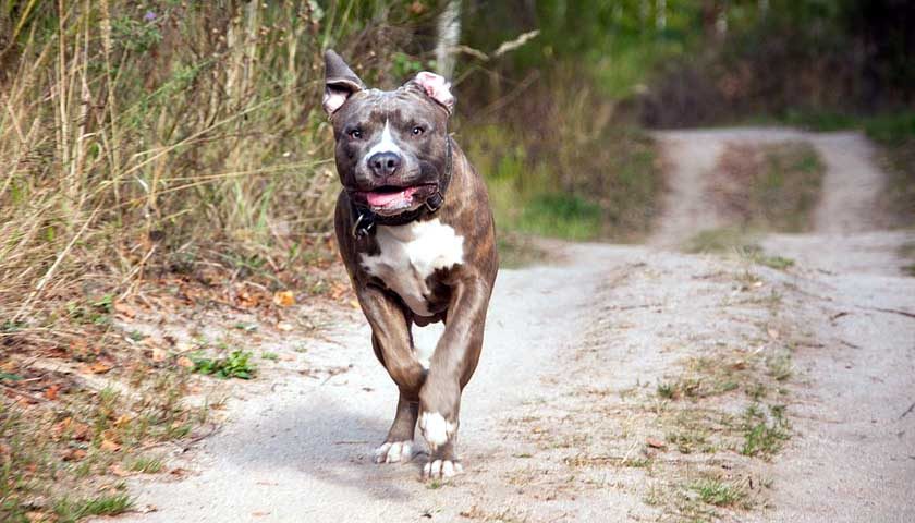pitbul