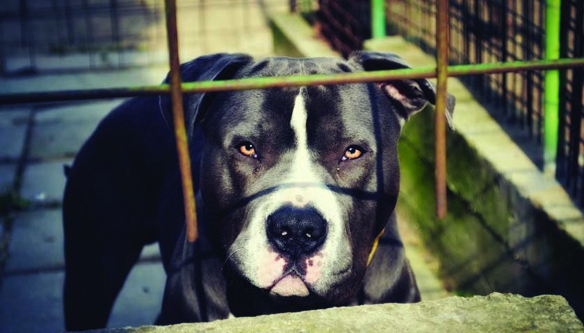 pitbul