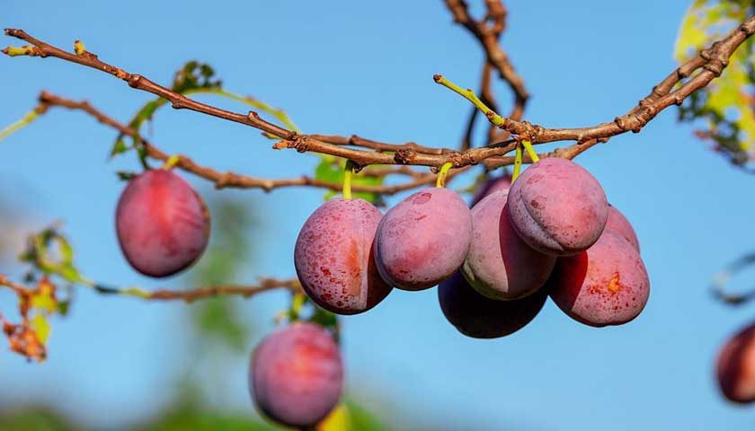 plums-3560078_960_720