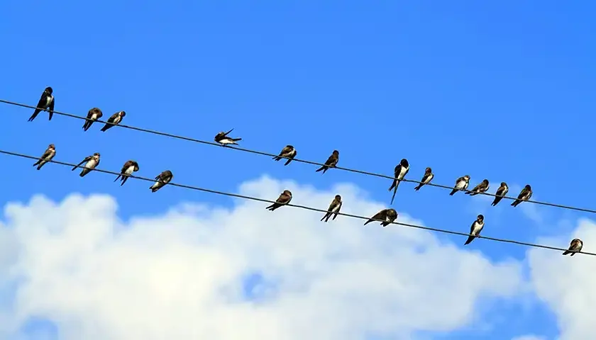 ptice na zici