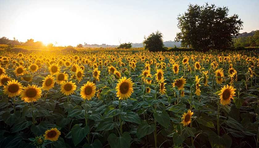 suncokreti