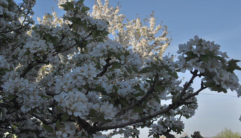 vocke cvetaju