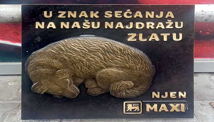 zlata 1